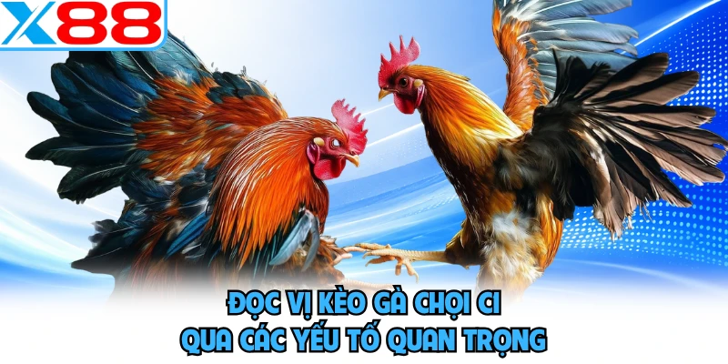 Đọc vị kèo gà chọi C1 qua các yếu tố quan trọng