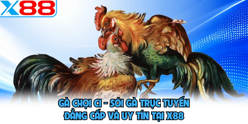 Gà Chọi C1 - Sới Gà Trực Tuyến Đẳng Cấp Và Uy Tín Tại X88